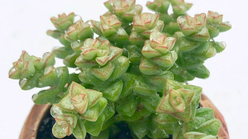 多肉小米星的养殖方法和注意事项