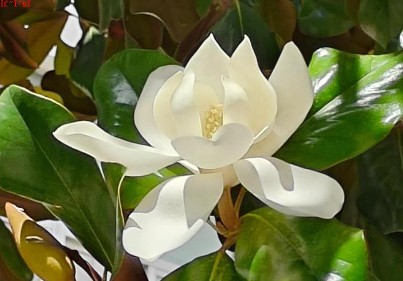 寓意深远！荷花玉兰象征坚韧与希望的力量