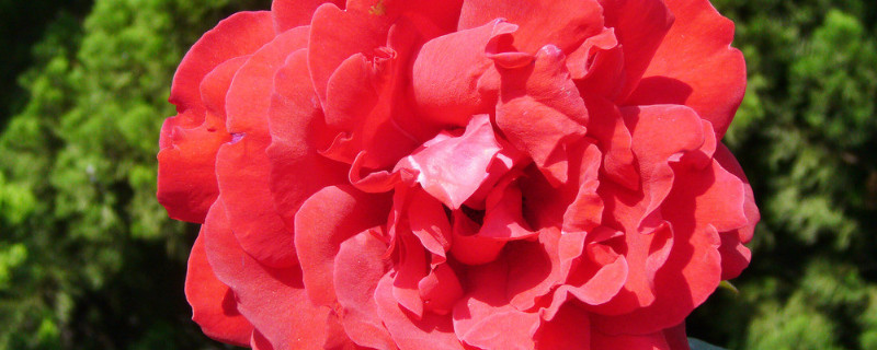 花毛茛出苗后的管理