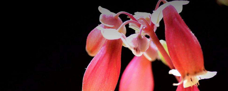 宫灯花冬天怎么养护