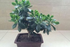 燕子掌冬天掉叶子，冬天掉叶子原因以及解决方法