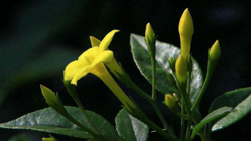 探春花的养殖方法和注意事项