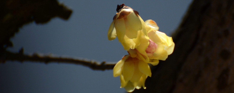 腊梅放花瓶里怎么养