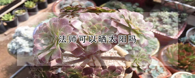 法师可以晒太阳吗