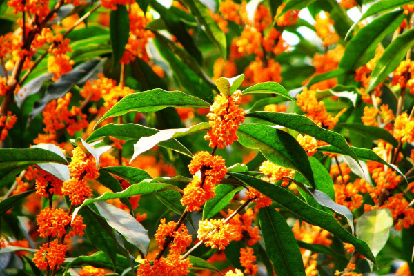 丹桂和金桂的区别，可从花色/叶片/香气/价格区分