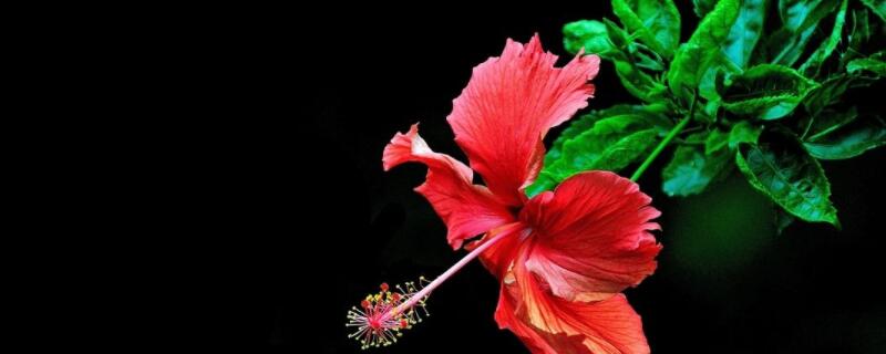 朱槿花的日常养护