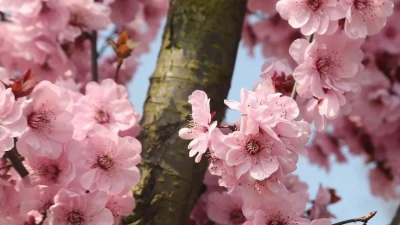 桃梅盆景的养护方法和注意事项