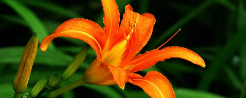 大花萱草冬天怎么养护