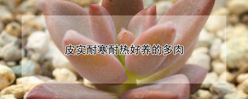 皮实耐寒耐热好养的多肉