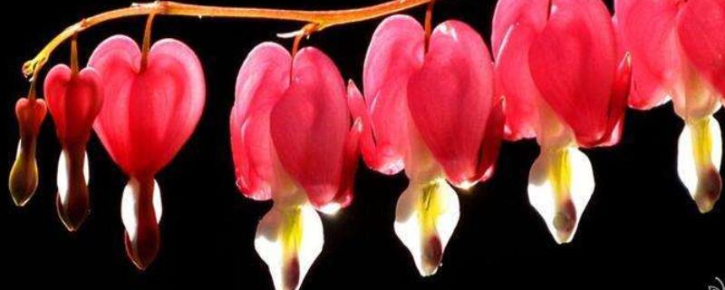 吊钟海棠怎样度夏