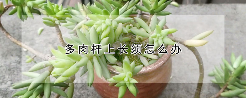 多肉杆上长须怎么办