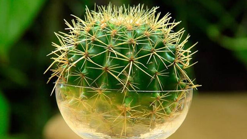 水培仙人球的养殖方法和注意事项