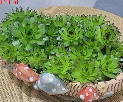 观音莲的花语与象征：幸福之花，寓意家人平安如意