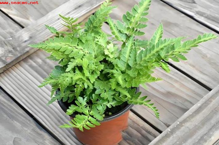 凤尾蕨盆景怎么养？掌握这些技巧，轻松养出好状态