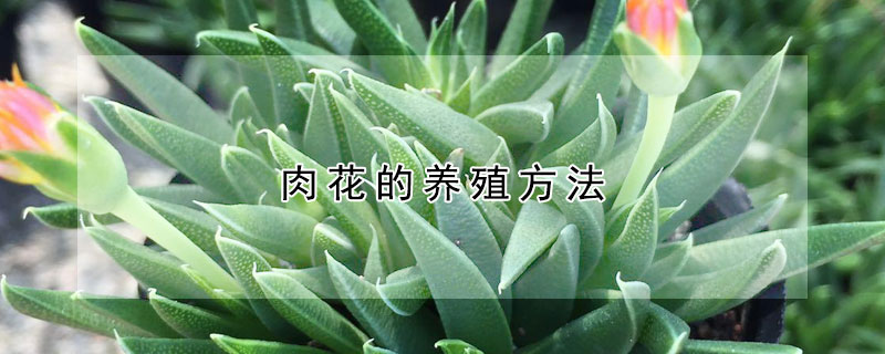肉花的养殖方法