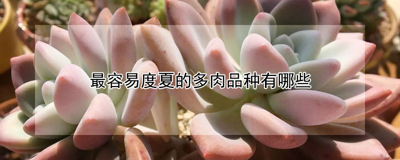 最容易度夏的多肉品种有哪些