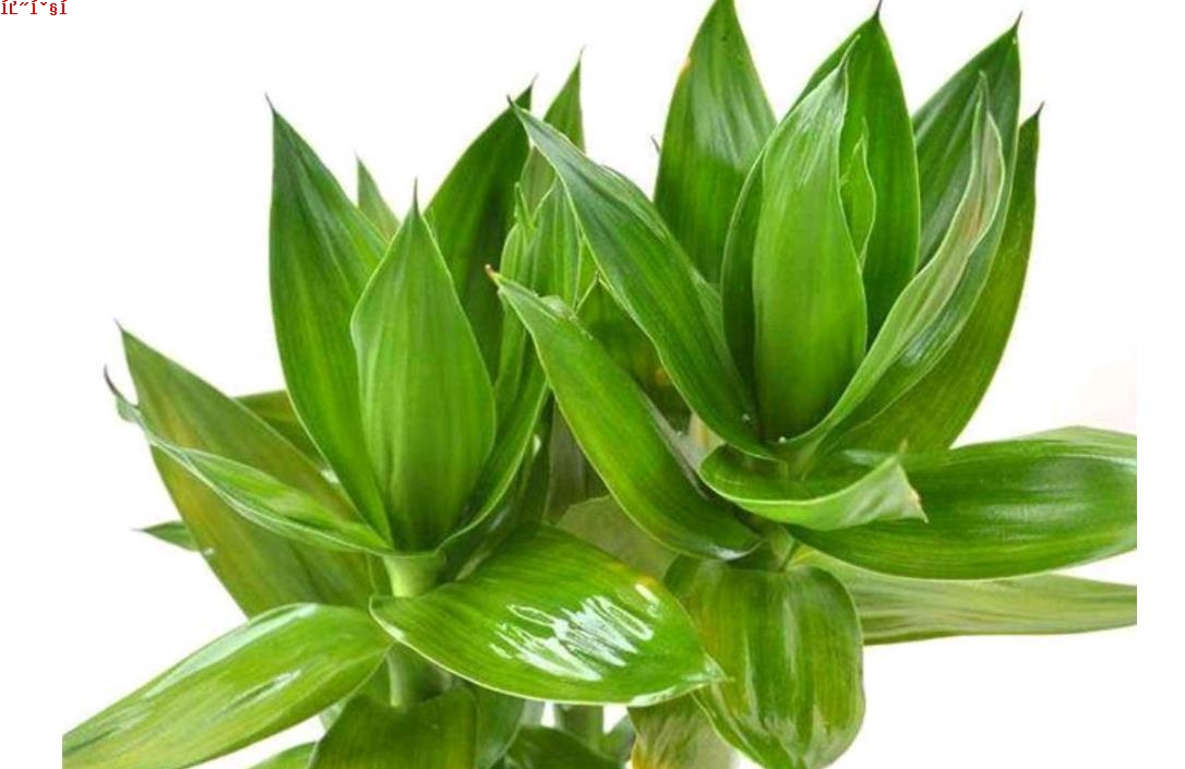 观音竹花语解读-纯洁坚韧，寓意吉祥幸福