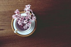 樱花盆景怎么养护，养好樱花盆景必须要做好以下7点