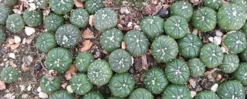 兜小苗怎么养护