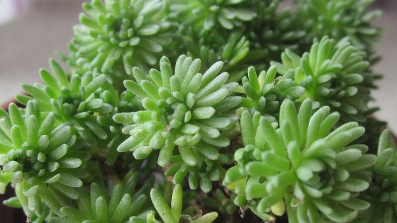 多肉球松怎么养，球松养殖方法和注意事项