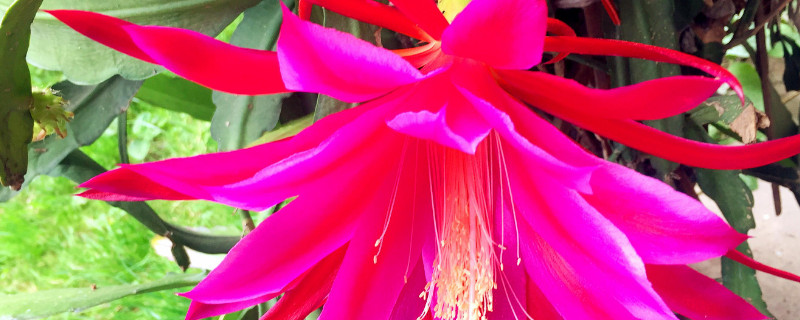 令箭荷花花期养护