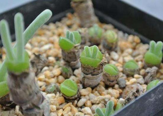 多肉碧光环种子种植，老农总结最简单易学六点基本步骤