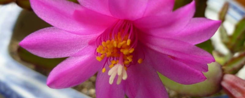 落花之舞栽植方法