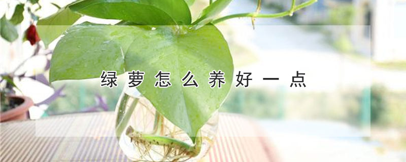 绿萝怎么养好一点