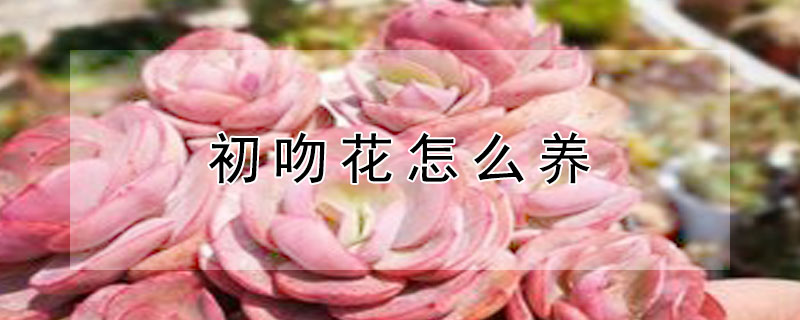 初吻花怎么养
