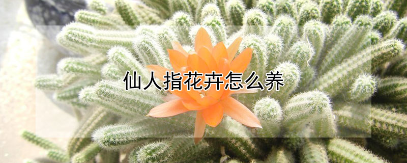 仙人指花卉怎么养