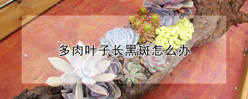 多肉叶子长黑斑怎么办