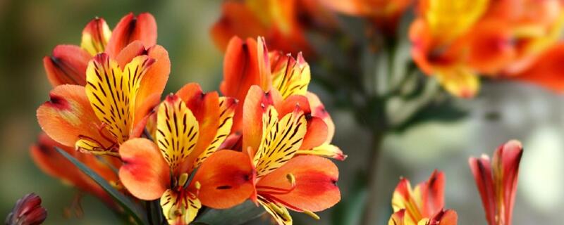 六出花开花后怎么修剪