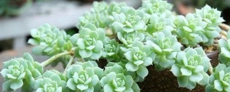 静夜开花后如何养护