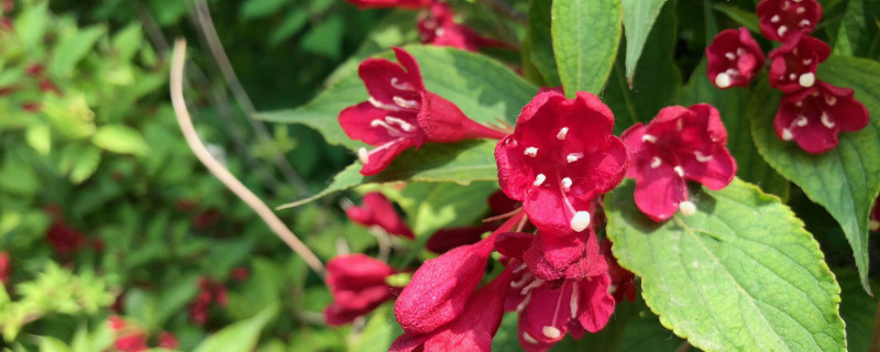 锦带花的种植与养护