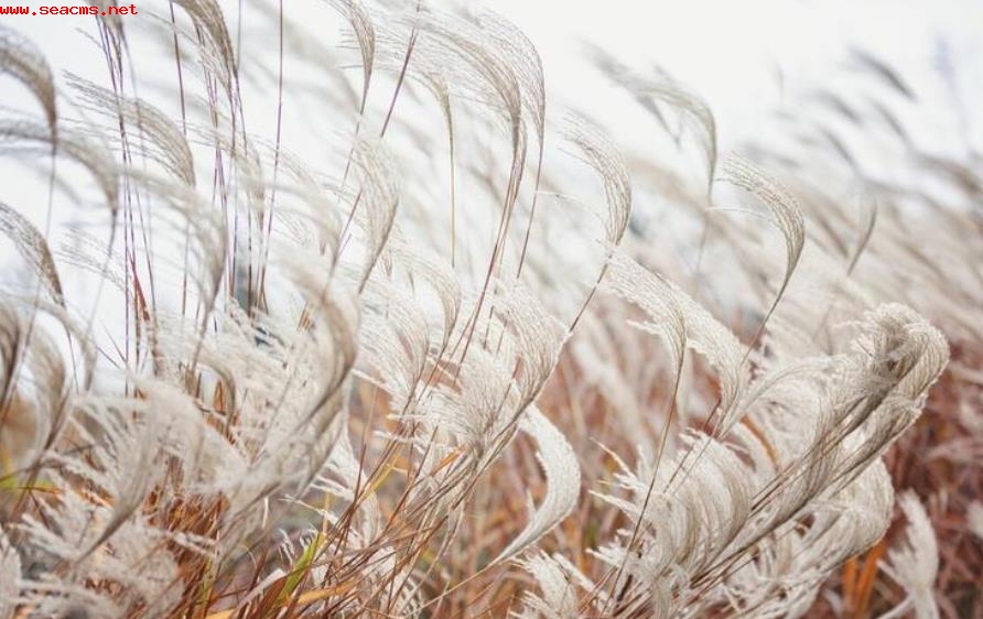 芦苇花的寓意与风水：自然之美的吉祥象征