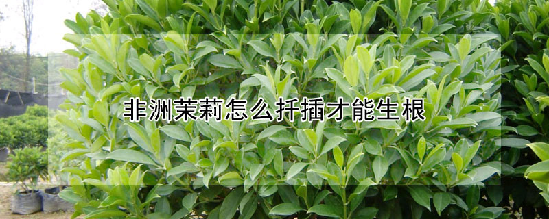 非洲茉莉怎么扦插才能生根