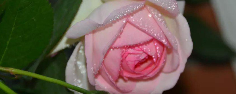 红色龙沙宝石冬天怎么养护