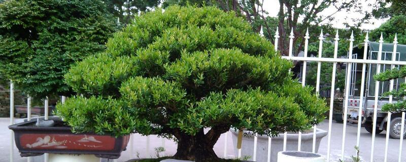 雀舌黄杨怎样修剪