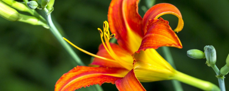 大花萱草如何养护