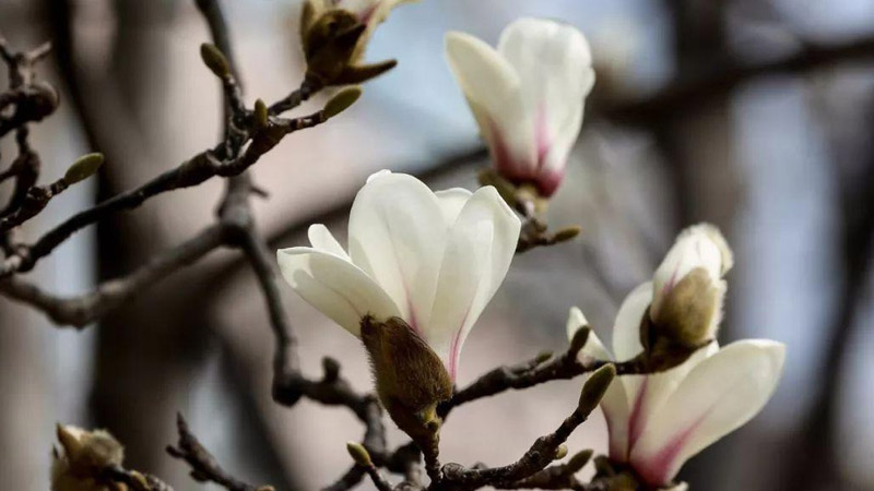 白玉兰花的养殖方法和注意事项