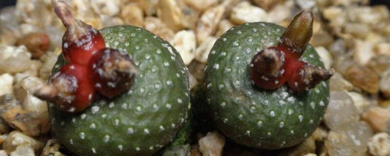 松露玉缀化怎么养