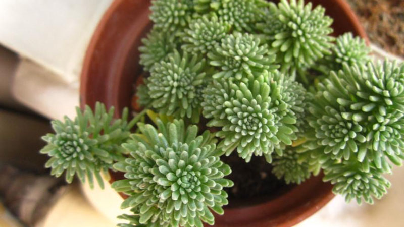 多肉植物球松的养殖方法和注意事项