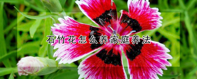 石竹花怎么养家庭养法