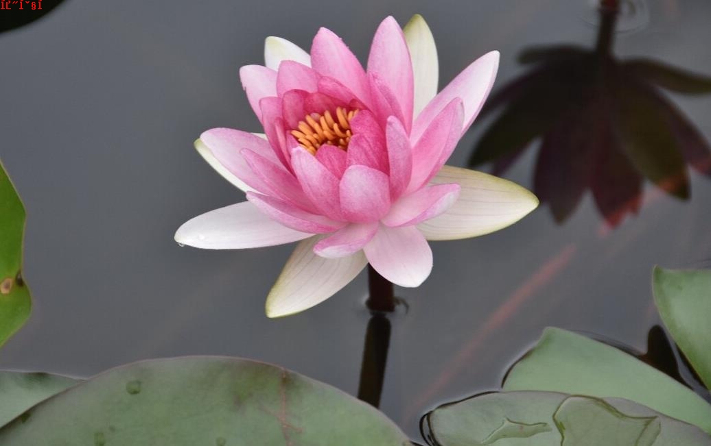 水中绽放的纯洁高雅之花-水莲花的花语、寓意与象征解析