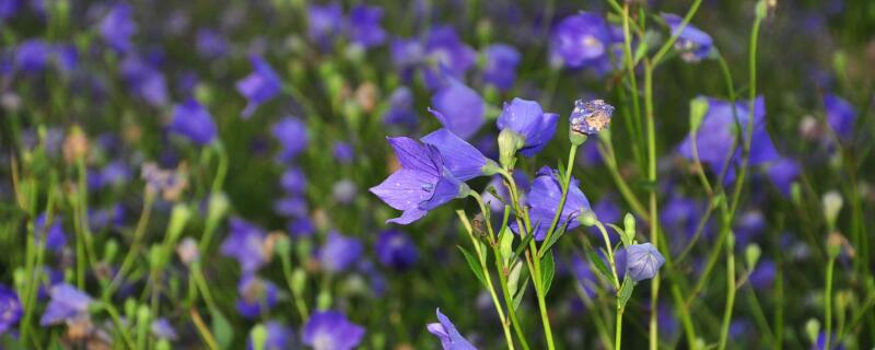 桔梗种子发芽过程