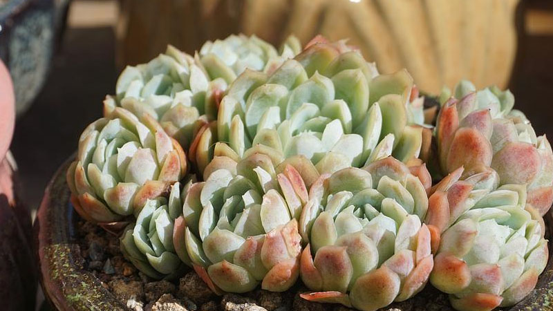 多肉冰梅的养殖方法和注意事项