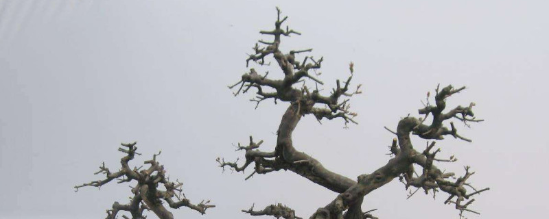 雀梅盆景夏天怎么养护