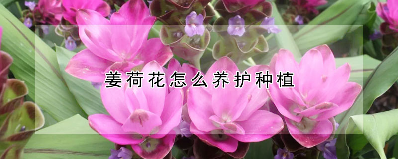 姜荷花怎么养护种植