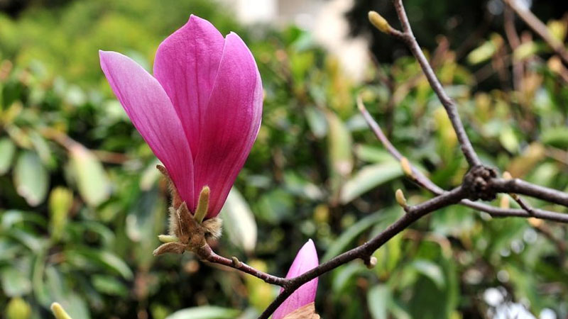 紫玉兰长什么样子