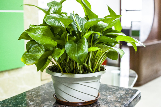 绿萝用什么盆养好，塑料盆与紫砂盆是养殖最佳选择